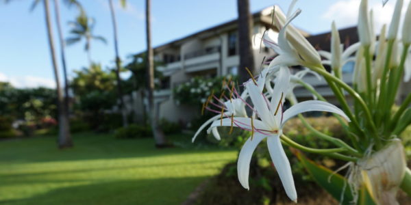 Kahala building